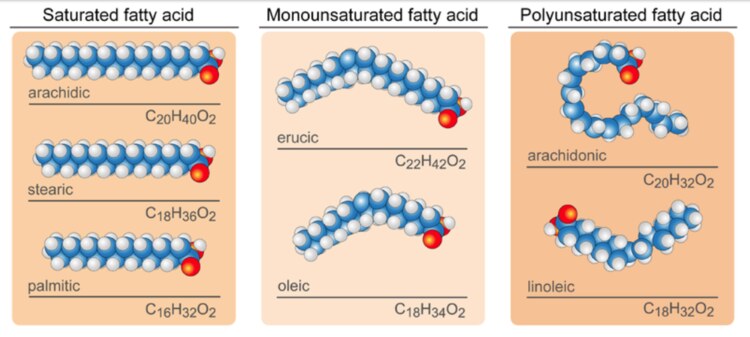 fatty acid molecular differences: monounsaturated fat, polyunsaturated fat, saturated fat.