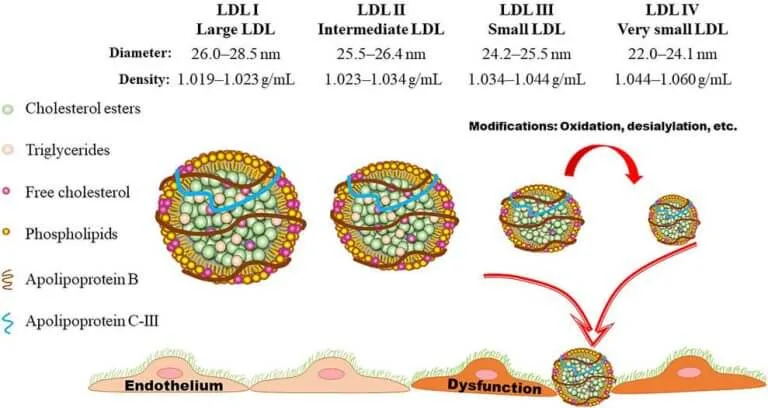 different types of LDL cholesterol