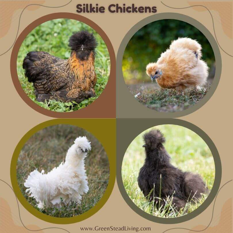 the different types of silkie chickens