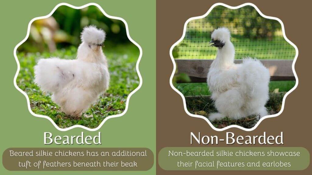 differences between bearded and non bearded silkie chickens