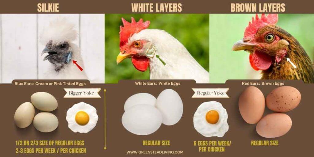 difference in eggs between silkie and white and brown chickens