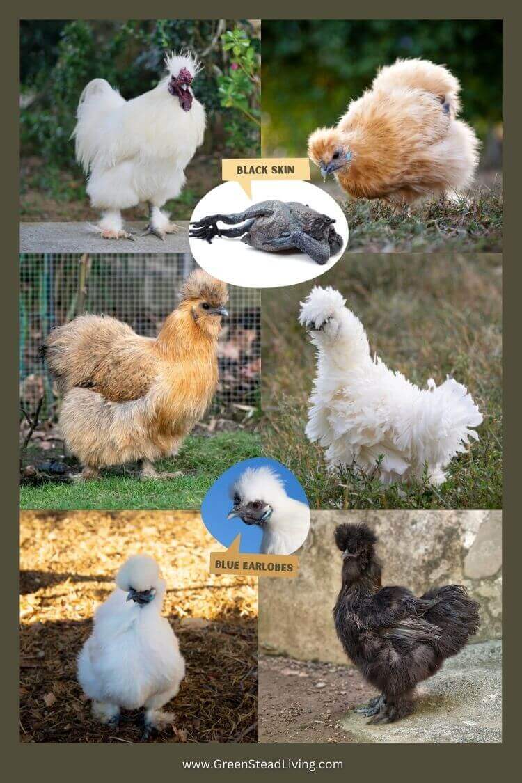 Silkie chicken features