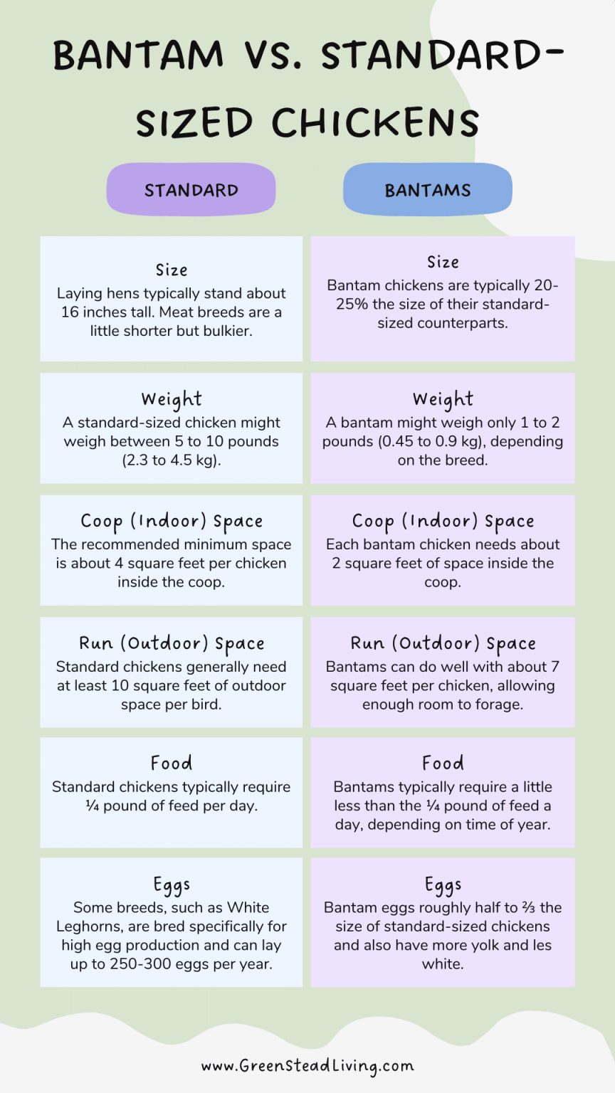 the difference between silkie chickens and regular chickens