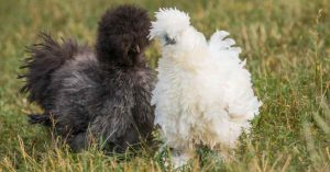 guide to Silkie Chickens Featured Image