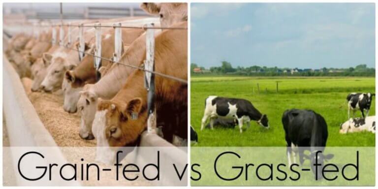 Pastured raised beef vs. Grain fed beef