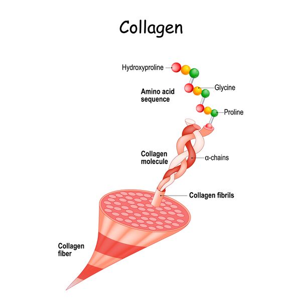 glycine is one of the major components of collagen.