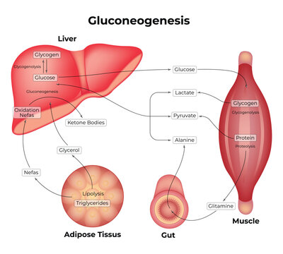 gluconeogenesis