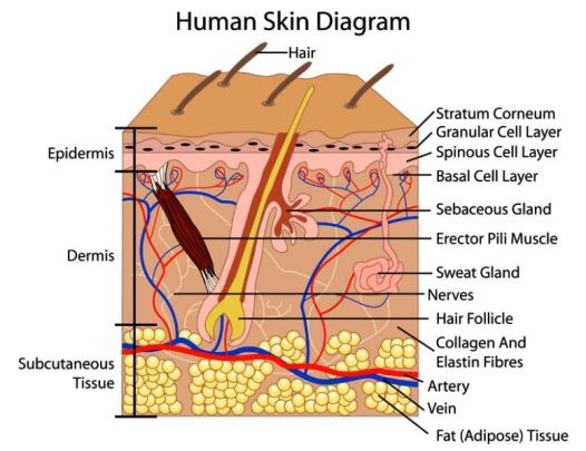hair follicle diagram and collagen