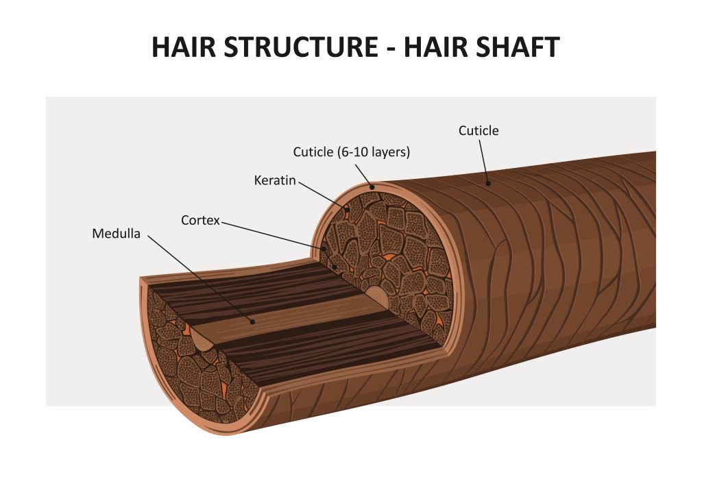 keratin and hair structure